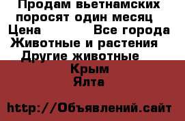 Продам вьетнамских поросят,один месяц › Цена ­ 3 000 - Все города Животные и растения » Другие животные   . Крым,Ялта